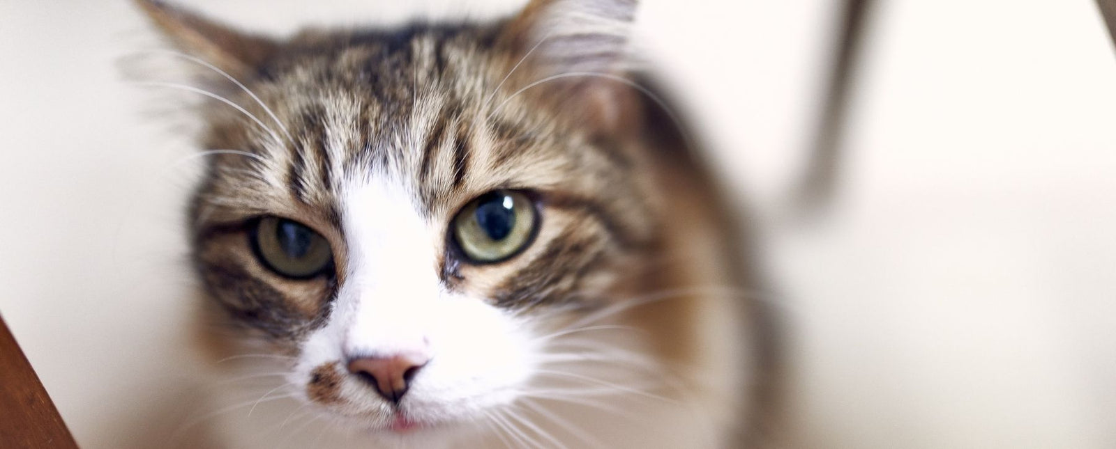 Feel Like a Feline This February with RealSteel Favorites Blog Image 