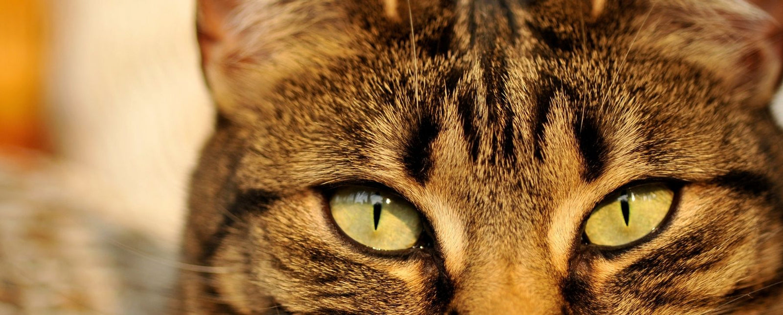 Make the Purrfect Start to the Year with RealSteel Blog Image