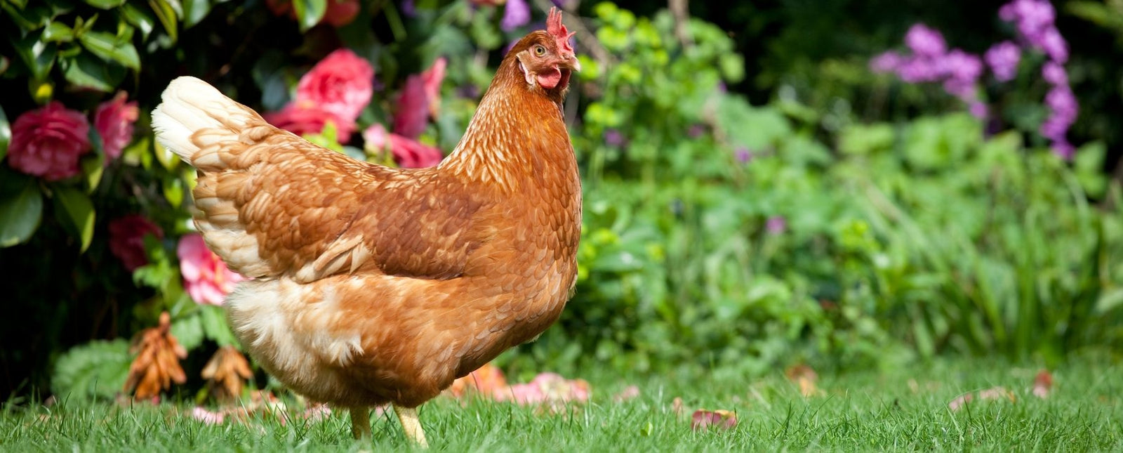 RealSteel Bird Blog Image of a Chicken