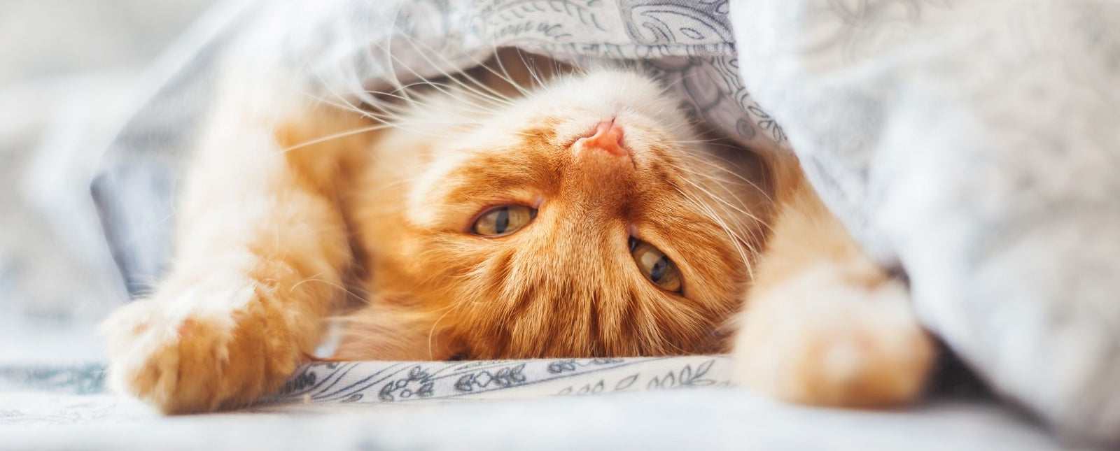 The Purrfect Additions to Your Garden