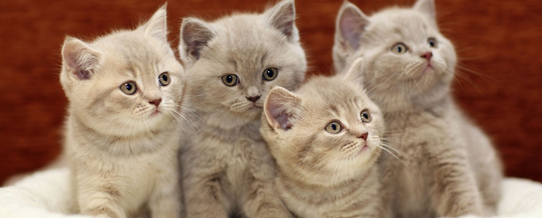 2021 is the Year of the Kitty