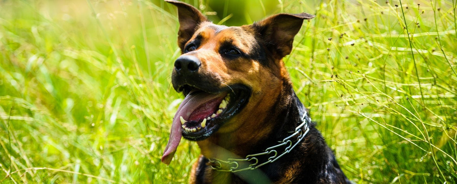 RealSteel Dog Blog Image