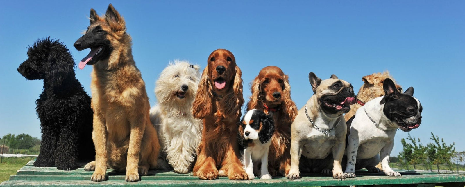 Gifts for the Dog Lover in Your Life