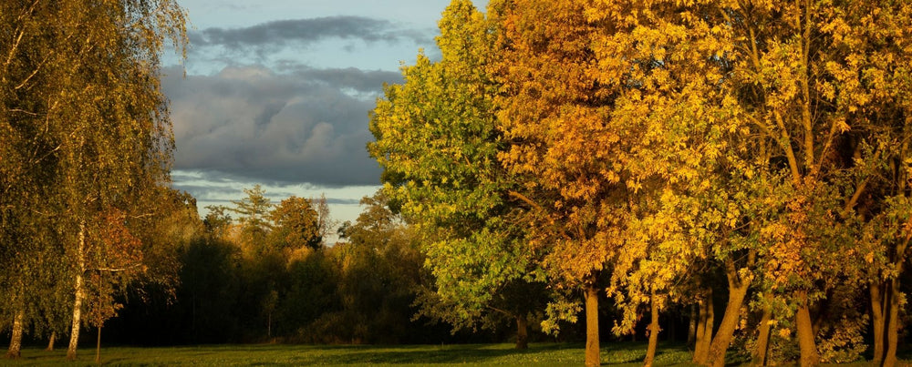 RealSteel Fall Blog Image