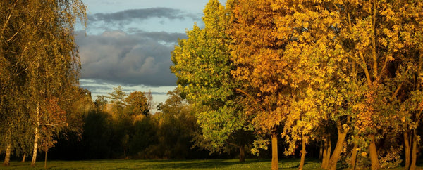 RealSteel Fall Blog Image