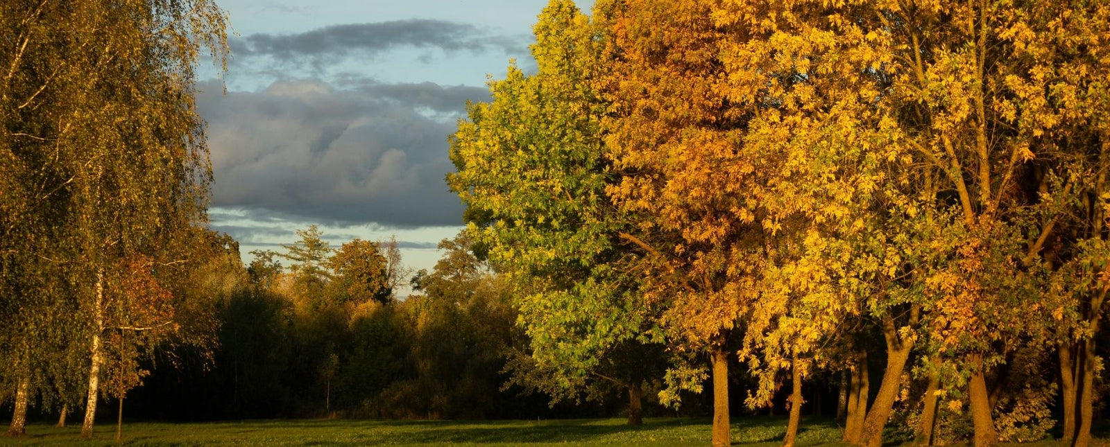 RealSteel Fall Blog Image