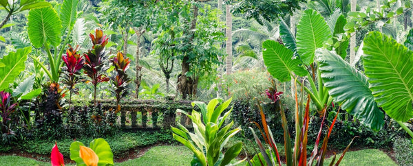 RealSteel Fantasy Garden Blog Image