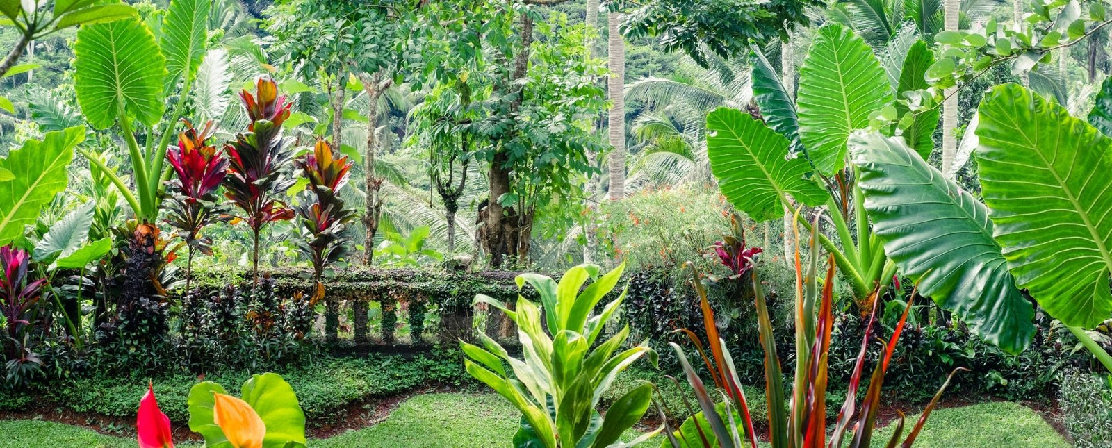 RealSteel Fantasy Garden Blog Image