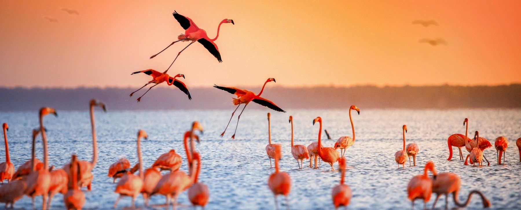 Follow Your Inner Florida-Man with Our Hot Pink Flamingos!