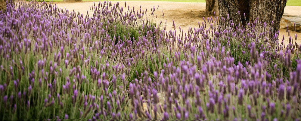 Create the Ultimate Secret Garden with RealSteel
