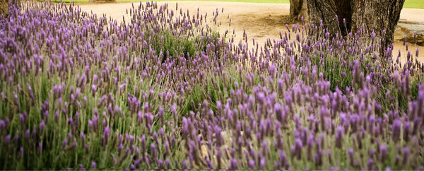 Create the Ultimate Secret Garden with RealSteel