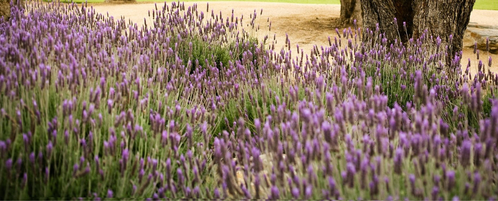 Create the Ultimate Secret Garden with RealSteel