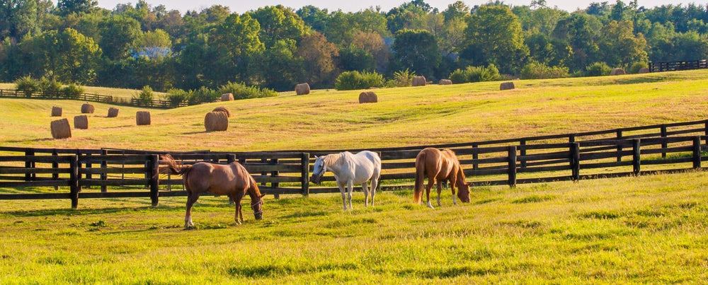 Breathe New Life Into Your Ranch