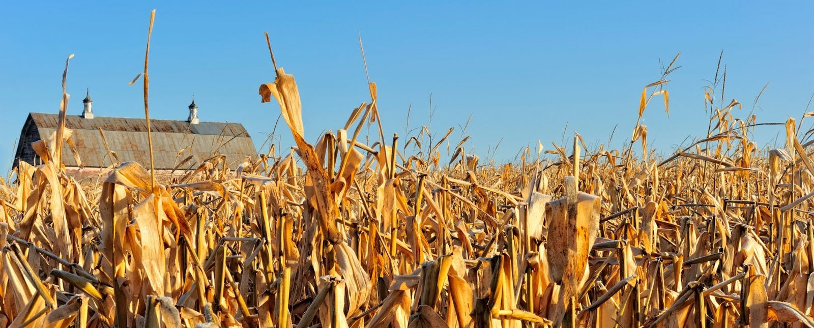 RealSteel Ready for Fall Blog Image