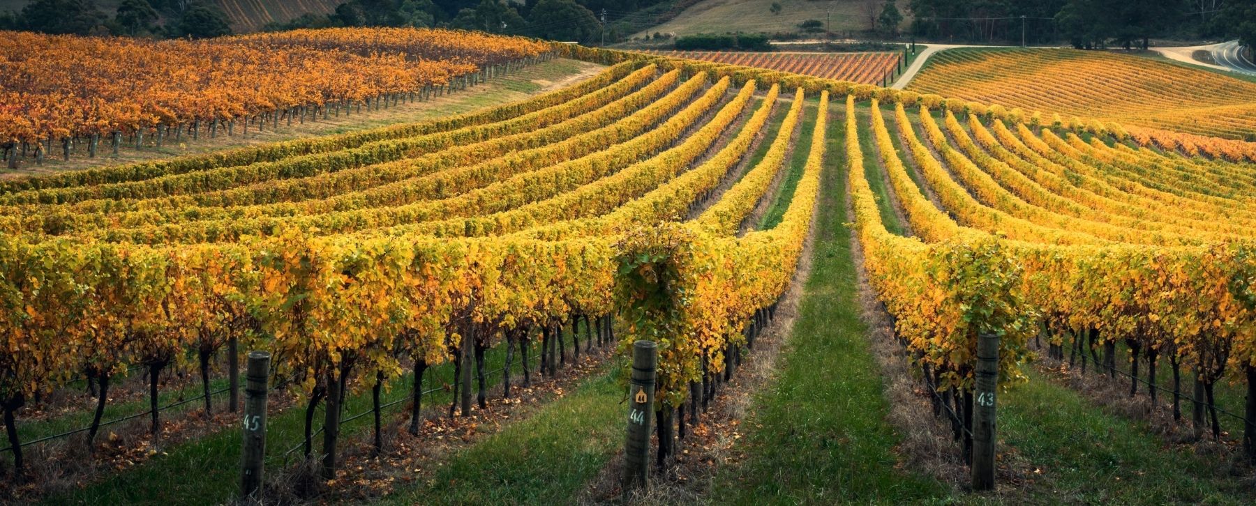 Make a Toast to These Vineyard Inspired Designs