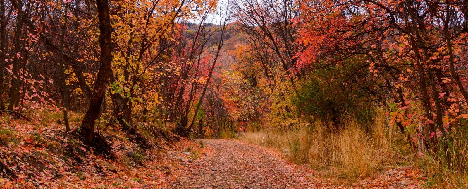 RealSteel Our Favorite Combo’s For the Autumn Gift Sale