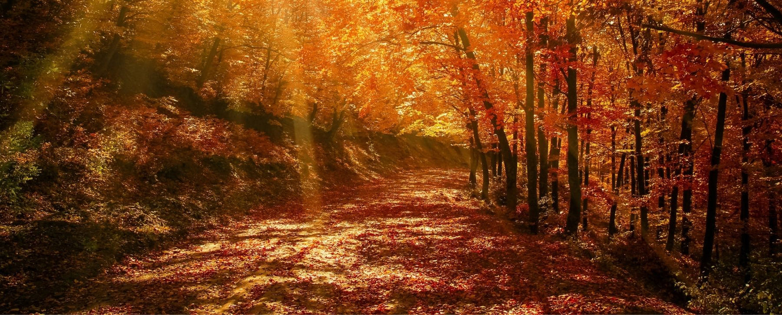 Fall Inspired Pieces