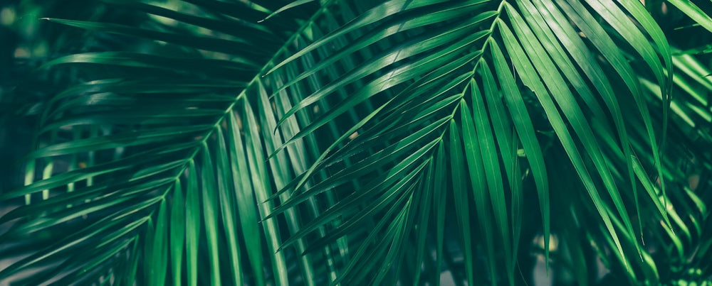 Tropical Paradise Designs