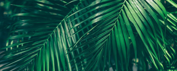 Tropical Paradise Designs