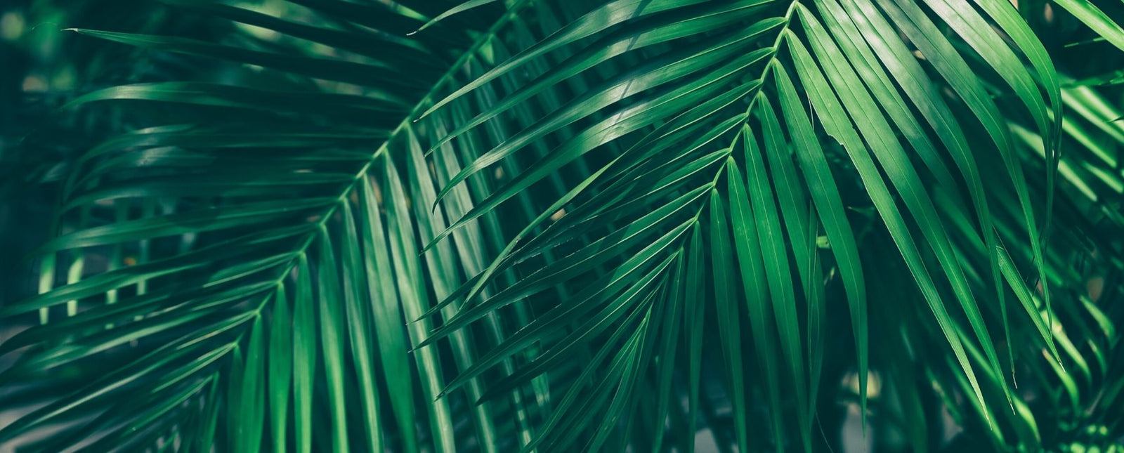 Tropical Paradise Designs