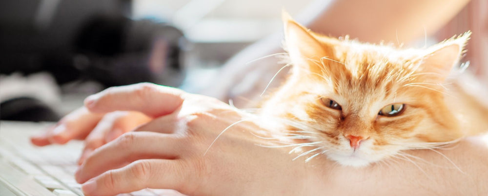 Cat Lover Designs