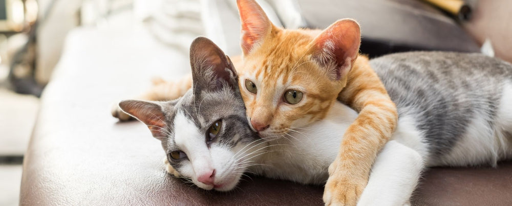 The Perfect Metal Wall Decor for Cat Lovers