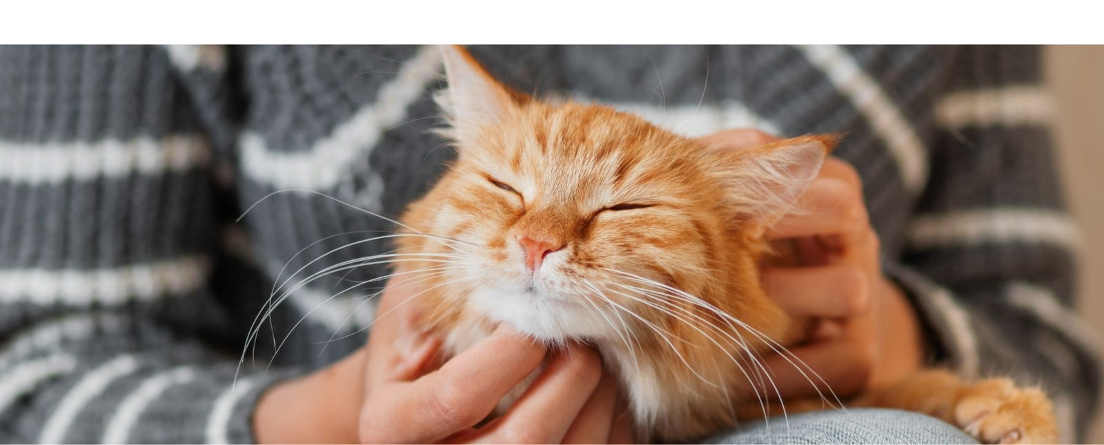 RealSteel Cat Lovers Blog