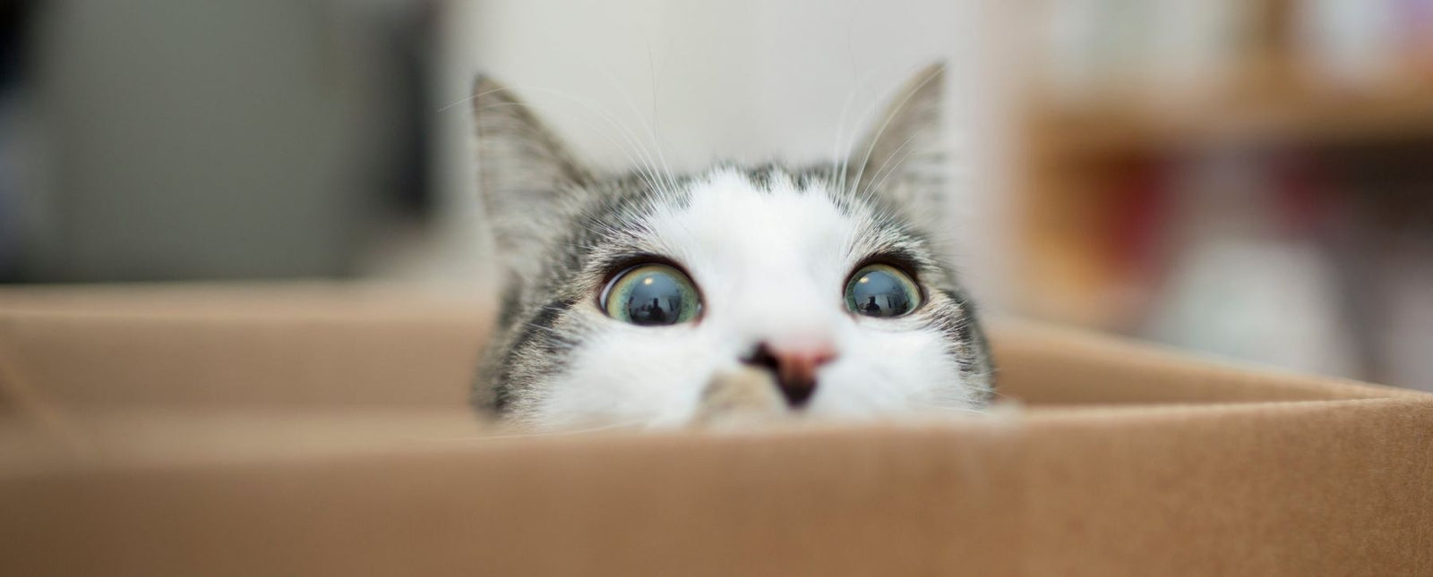 RealSteel cozy like a cat blog image