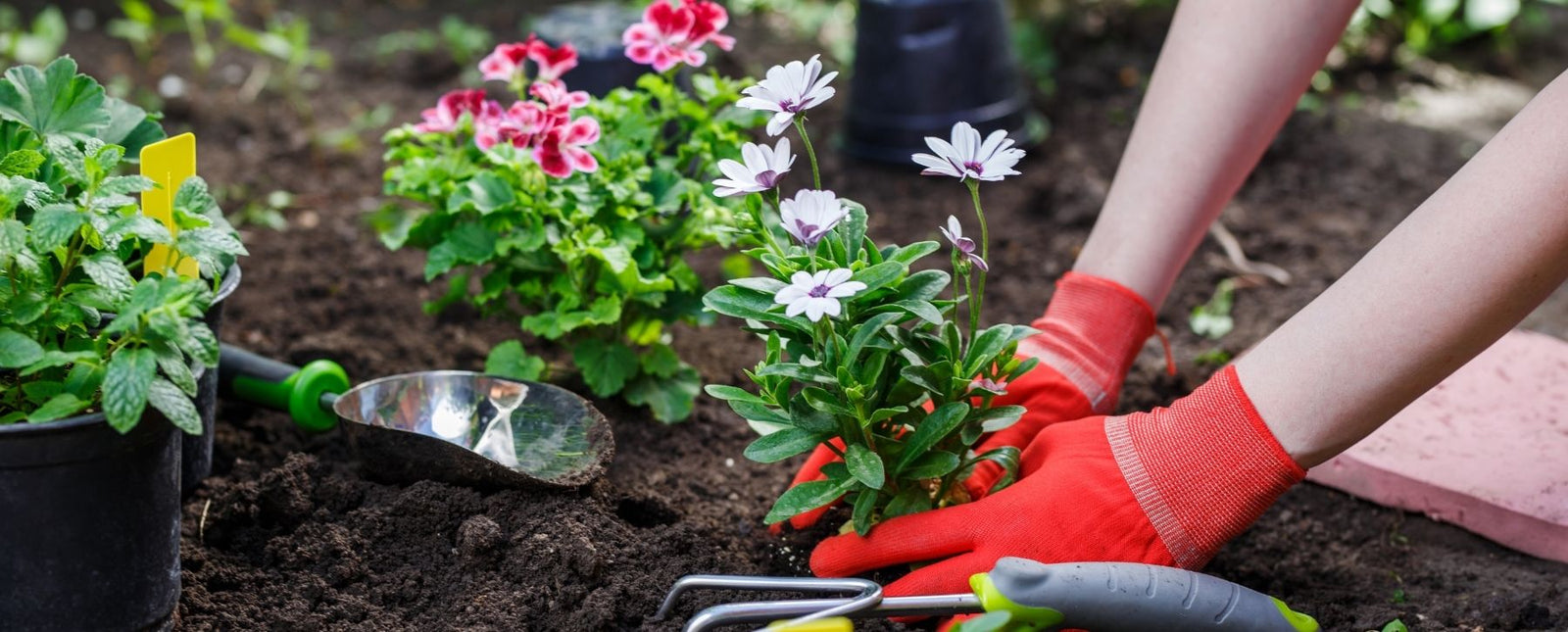 Embrace Your Inner Green Thumb with these Charming Designs