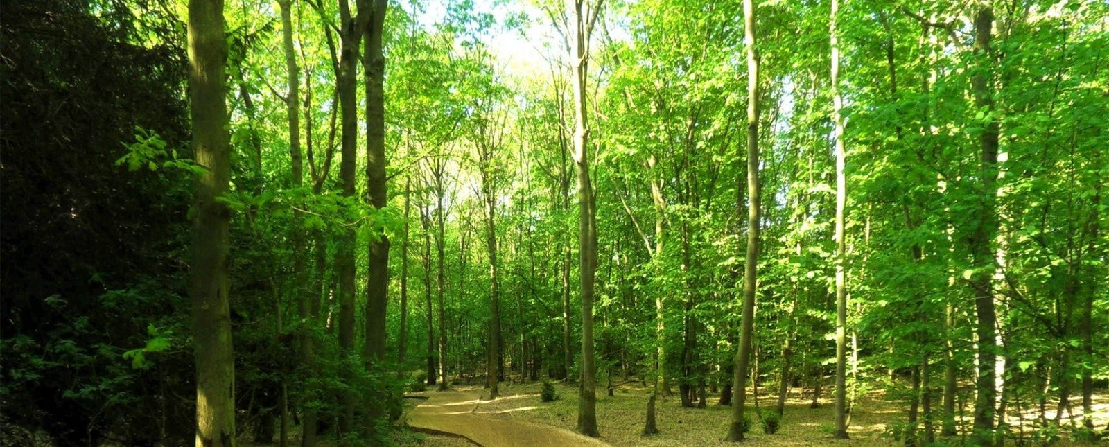 Get Lost in the Woods with RealSteel