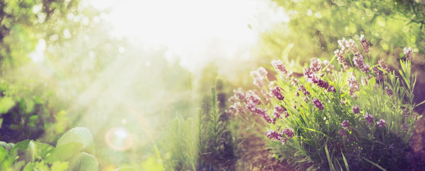 3 Designs to Capture The Summer Sun