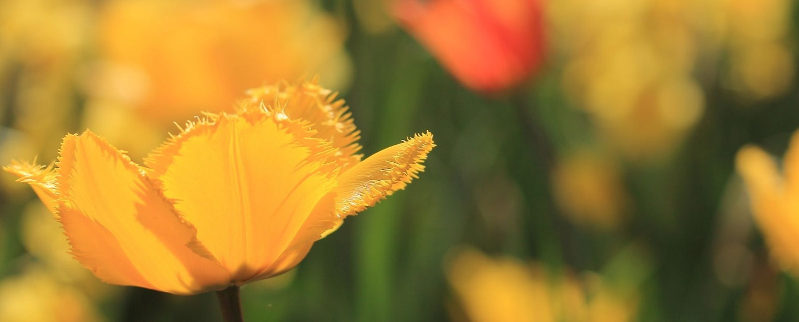 Stay Warm this Winter with Our Delightful Summer Steel Designs Blog Image