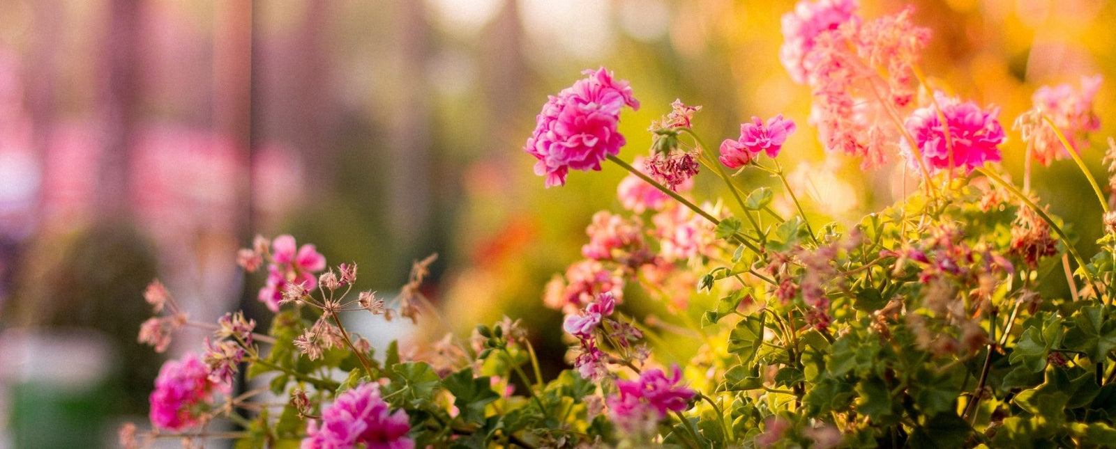 Stunning Steel Garden Art for Every Occasion Blog Image