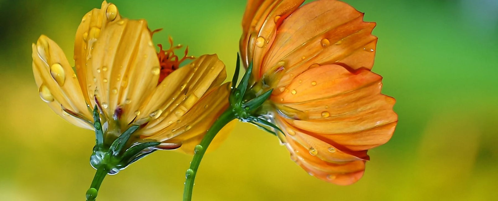 The Ideal Steel Artwork Pairings to Start 2022 Right Blog Image by RealSteel