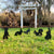 Garden Art - Animals 5 Pack  - RealSteel Center