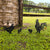 Garden Art - Chickens 4 Pack  - RealSteel Center