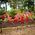 Garden Art - Dragon  - RealSteel Center